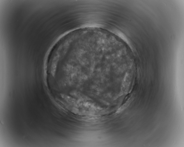 X0000088081124200706081724