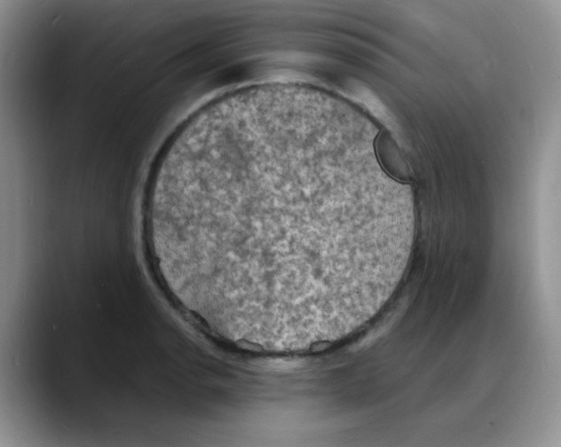 X0000088081134200706081724
