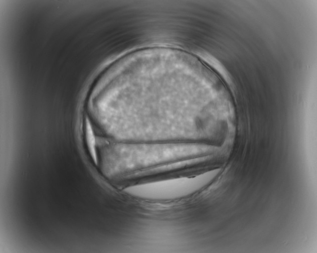 X0000088081144200706081724