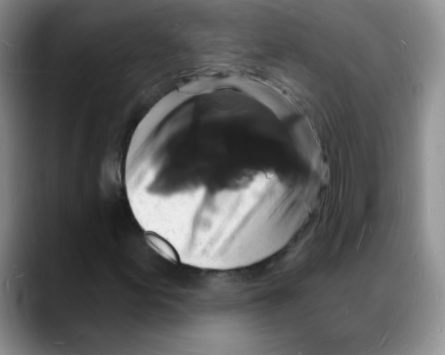 X0000088081155200706081724