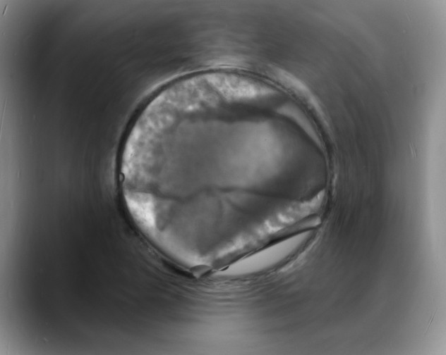 X0000088081174200706081723