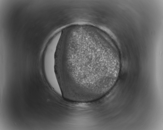 X0000088081175200706081723
