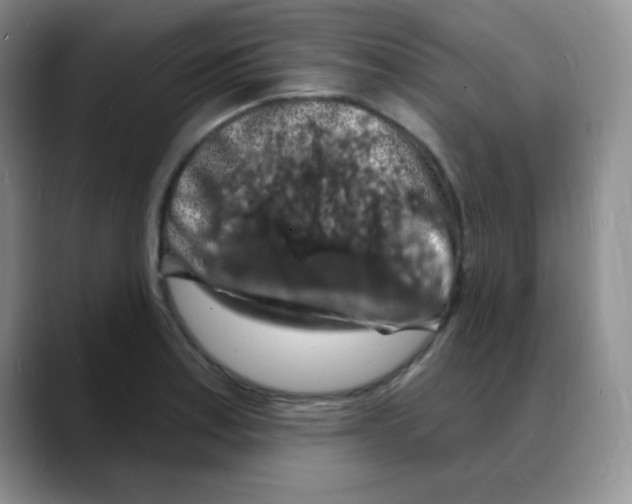X0000088081179200706081723