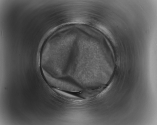 X0000088081180200706081723