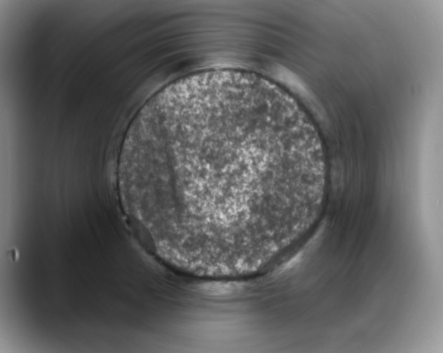 X0000088081185200706081723
