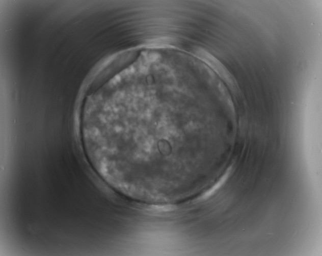 X0000088081196200706081723