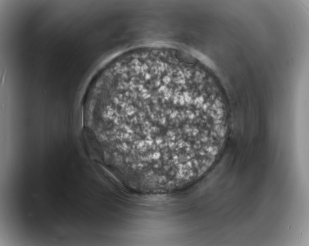 X0000088081223200706081723