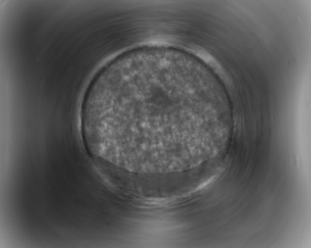 X0000088081232200706081723