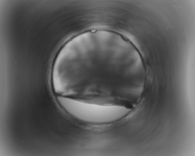 X0000088081245200706081723