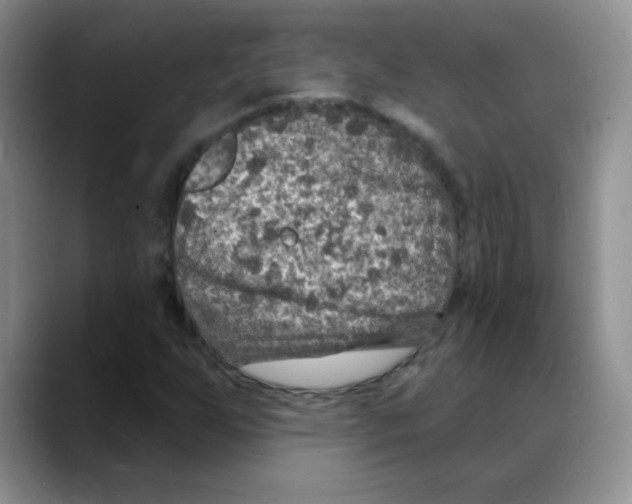 X0000088081255200706081722