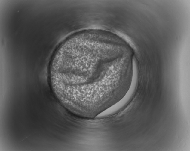 X0000088081264200706081722