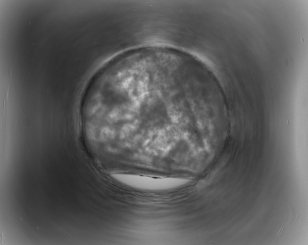X0000088081271200706081722