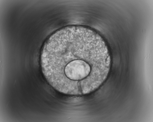 X0000088081314200706081721