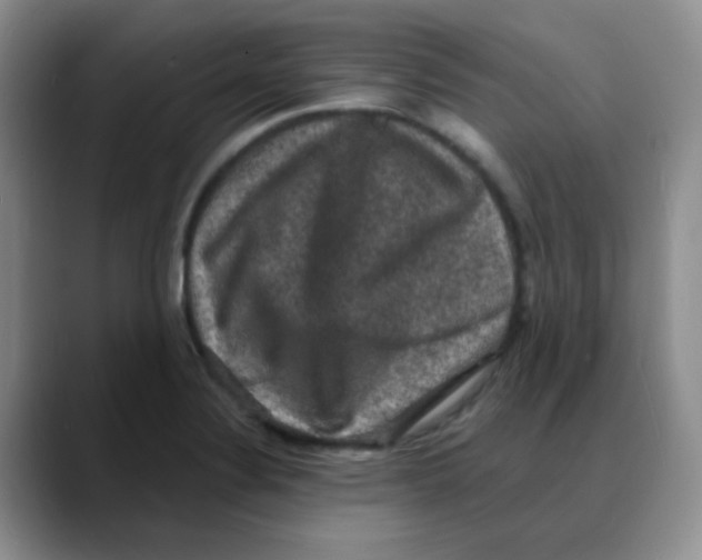 X0000088081324200706081722