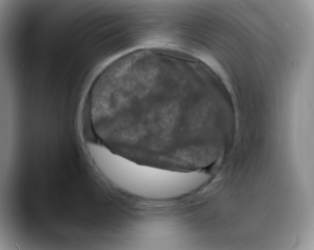 X0000088081344200706081722