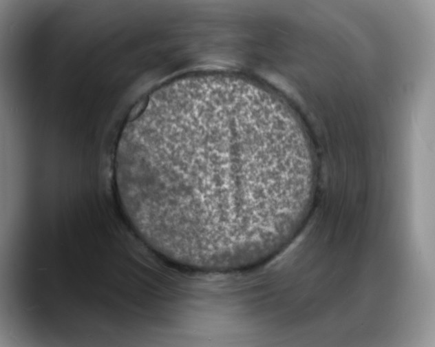 X0000088081355200706081721