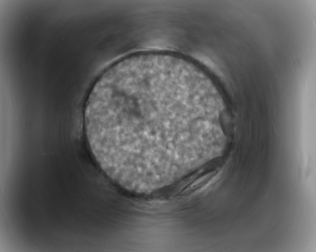 X0000088081358200706081721