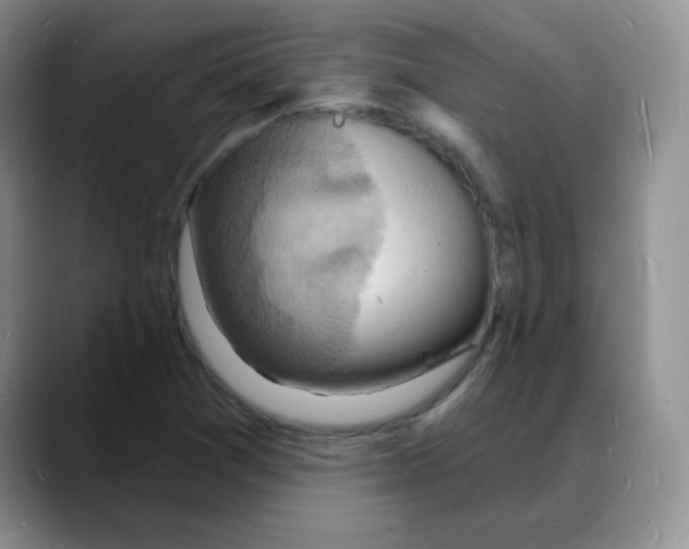 X0000088081361200706081721