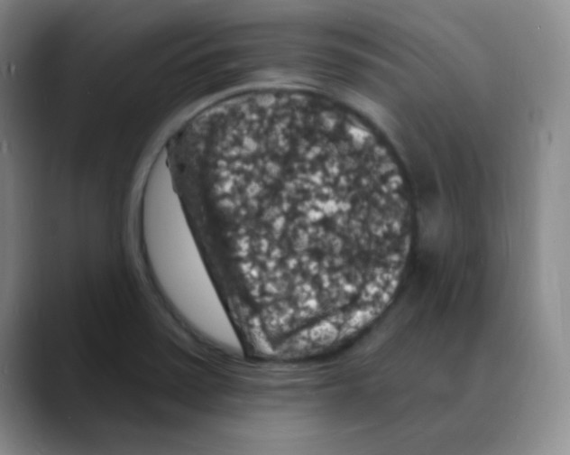 X0000088081371200706081721