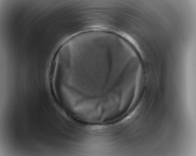 X0000088081373200706081721