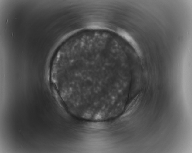 X0000088081376200706081721