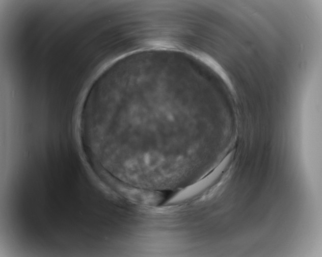 X0000088081381200706081721