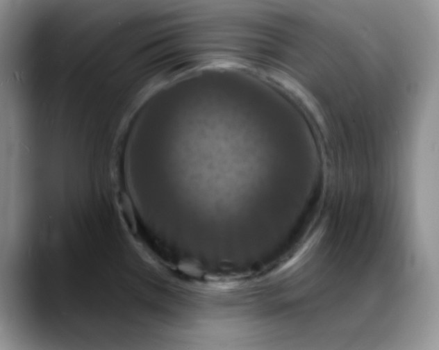 X0000088081385200706081721