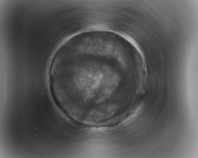 X0000088081389200706081721