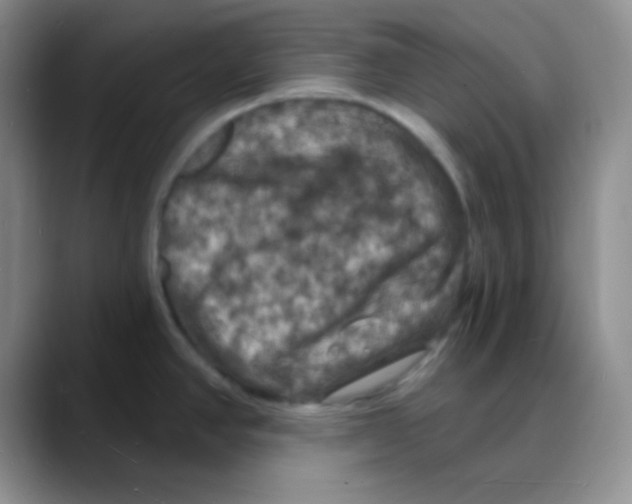 X0000088081390200706081721