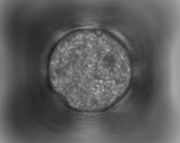 X0000088081407200706081720