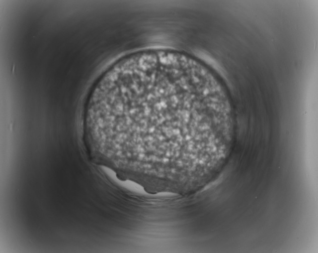 X0000088081415200706081720