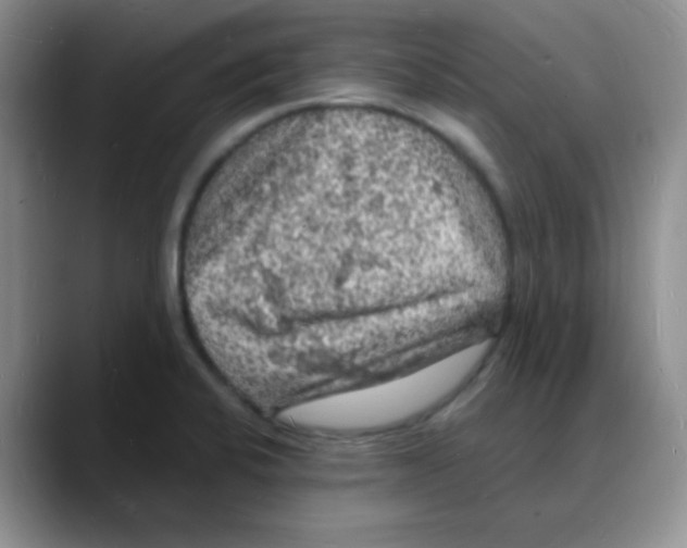 X0000088081424200706081720