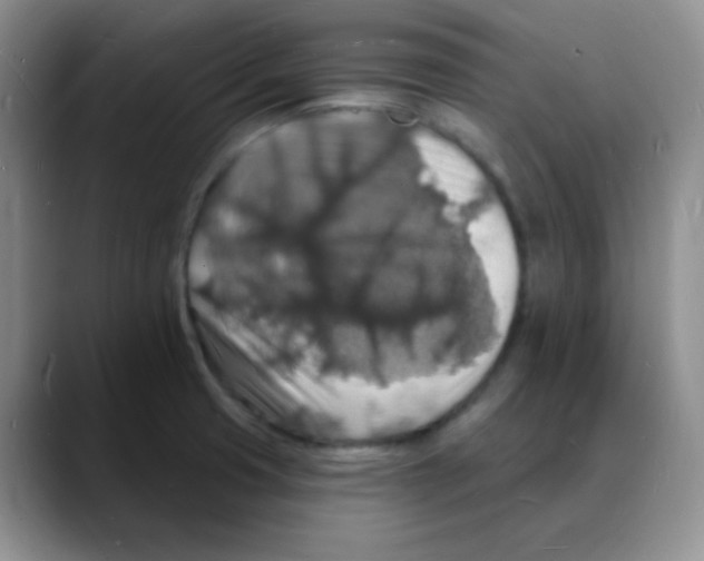 X0000088081425200706081720
