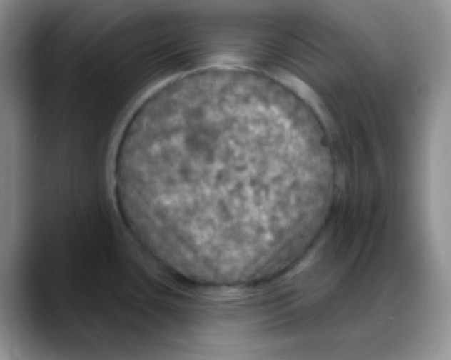 X0000088081435200706081721