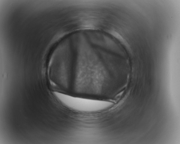 X0000088081450200706081720