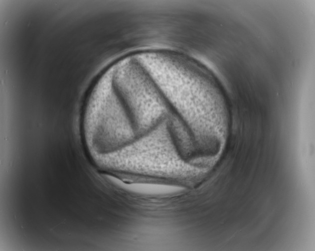 X0000088081460200706081720
