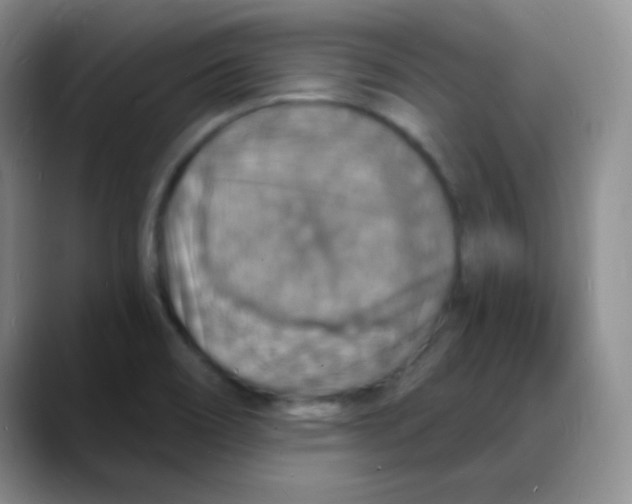 X0000088081466200706081720
