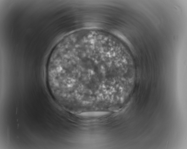 X0000088081467200706081720