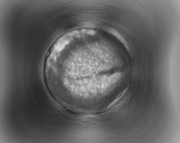 X0000088081475200706081720