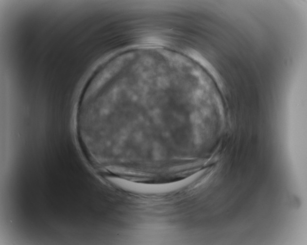 X0000088081477200706081720