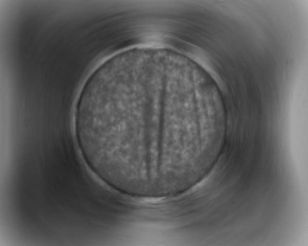 X0000088081484200706081719