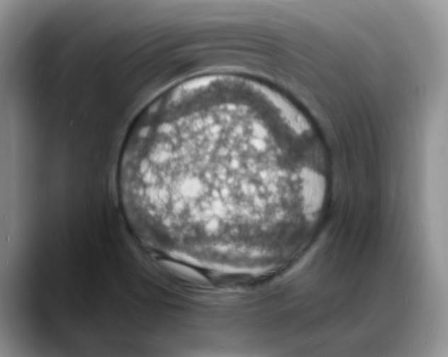 X0000088081513200706081719