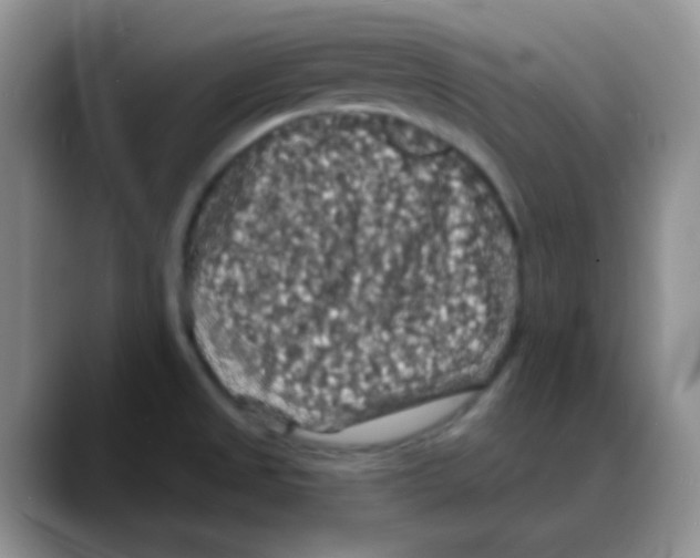 X0000088081525200706081719