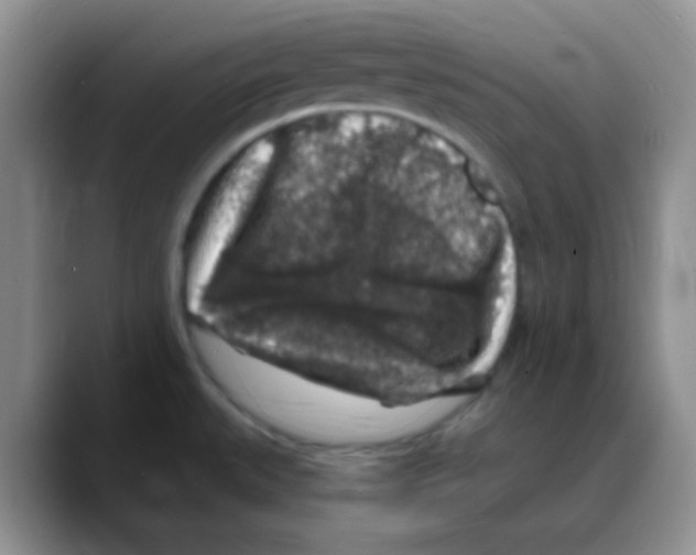 X0000088081527200706081719