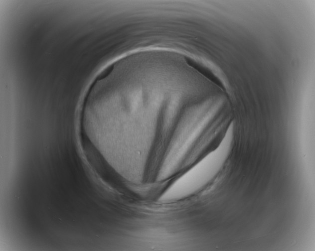 X0000088081530200706081719