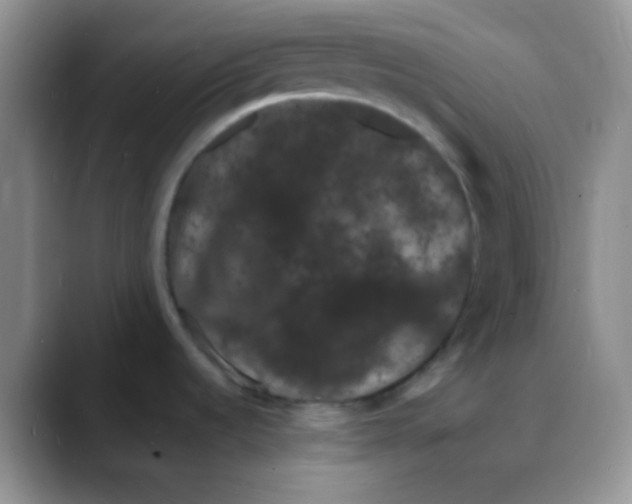 X0000088081536200706081719