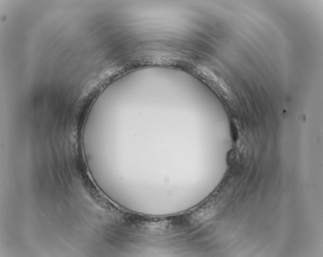 X0000088090306200706011610