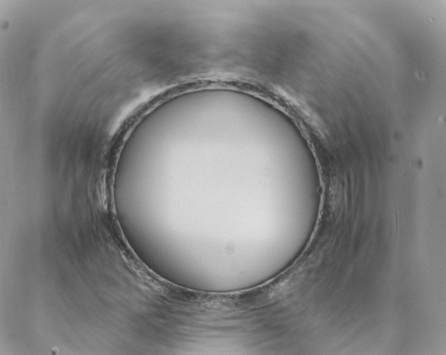 X0000088091262200706011555