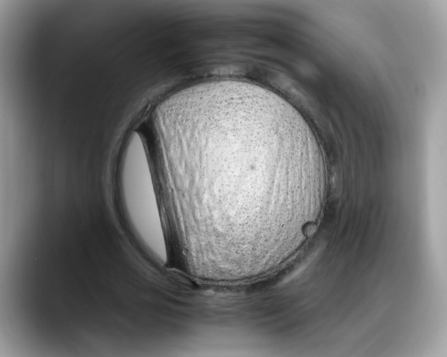 X0000088090725200706081749