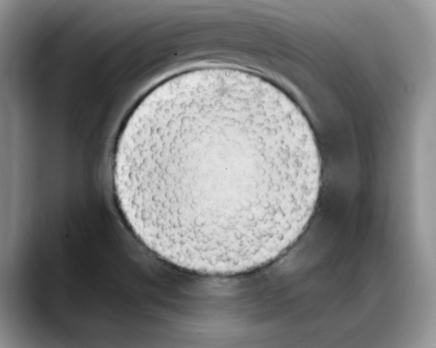 X0000088091514200706081740